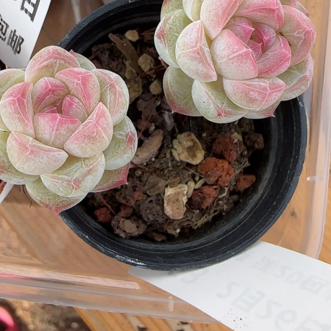 花语逸镜0226-363