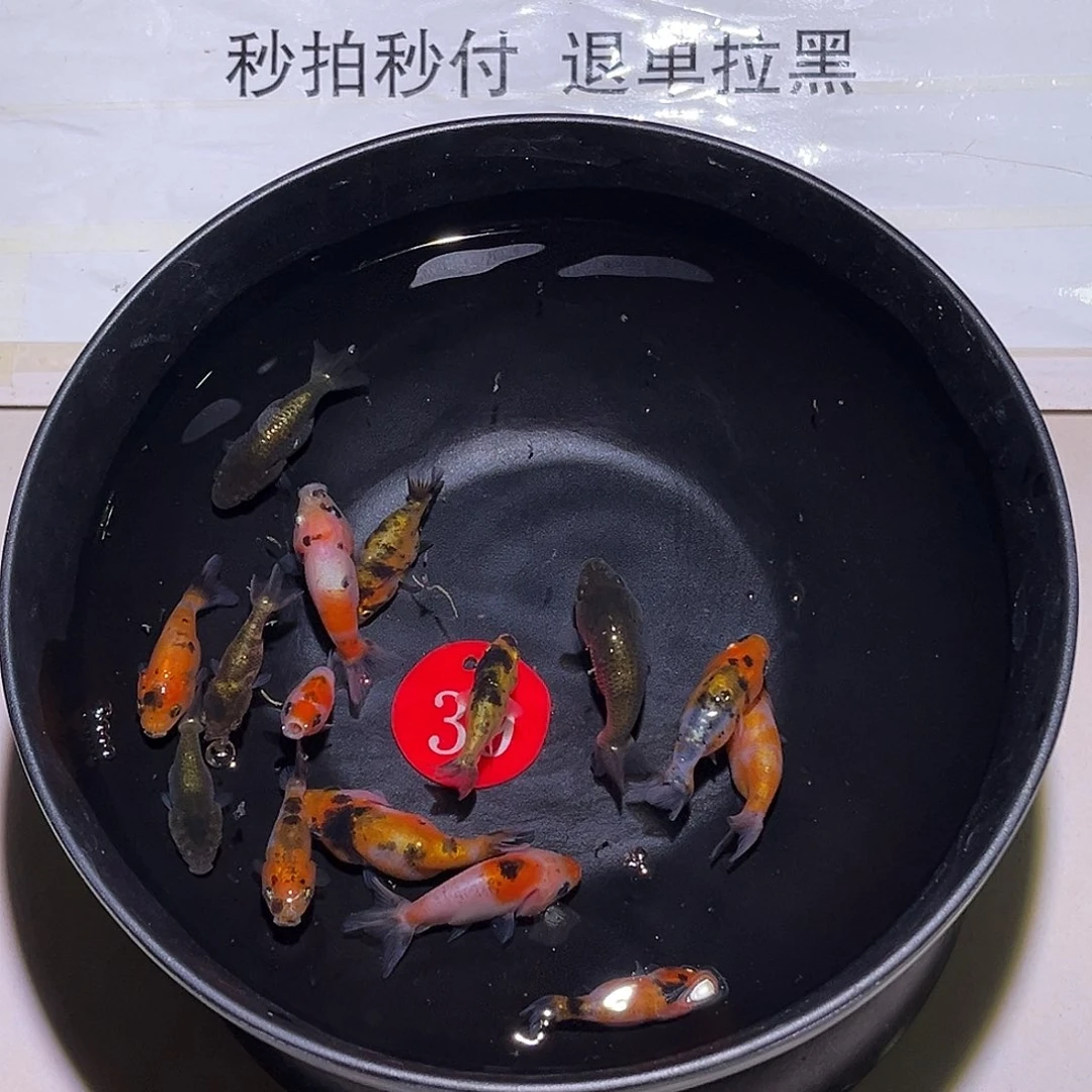 萍***路金鱼金鱼福利多多