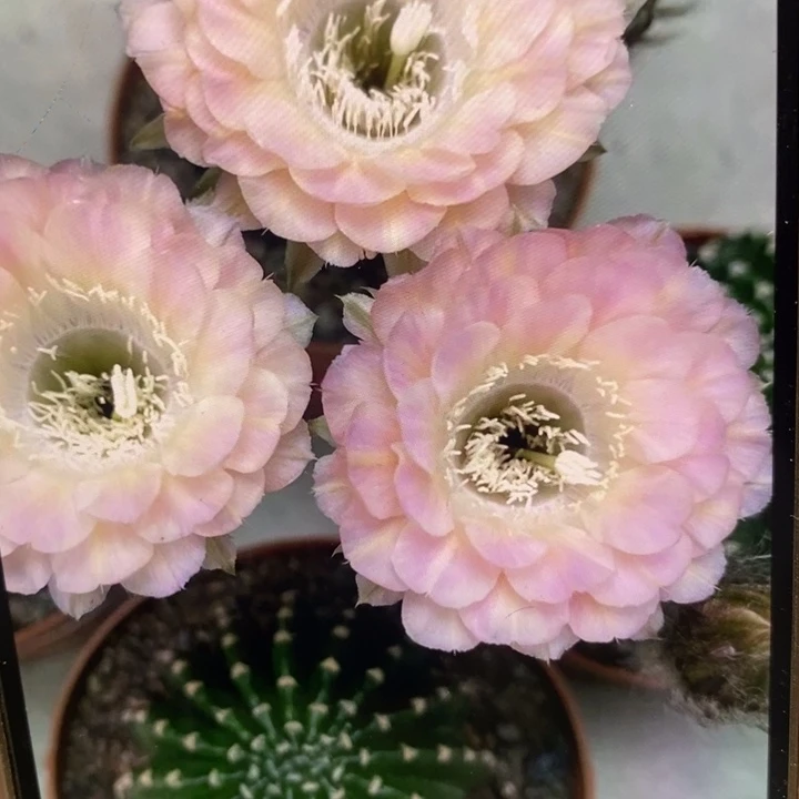 彩草重花侧芽3.5公分左右
