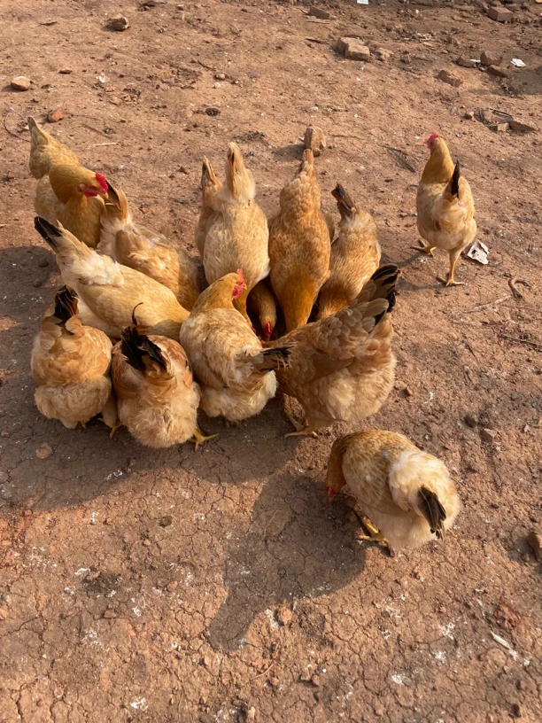 林间散养跑山黄油老母鸡