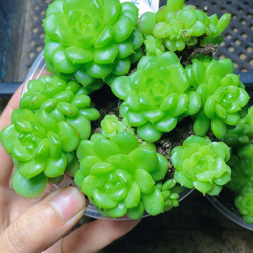 多肉植物多肉植物149