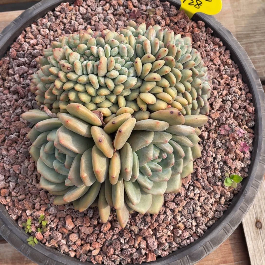 蓝*爱丽儿缀小树三次上架128