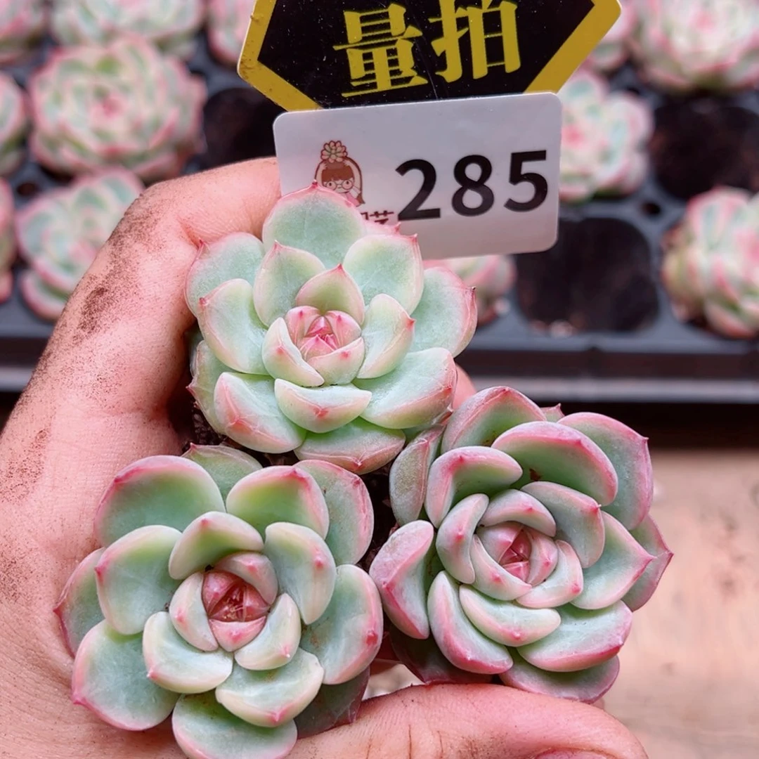 当前无花朵，栽培后可花朵