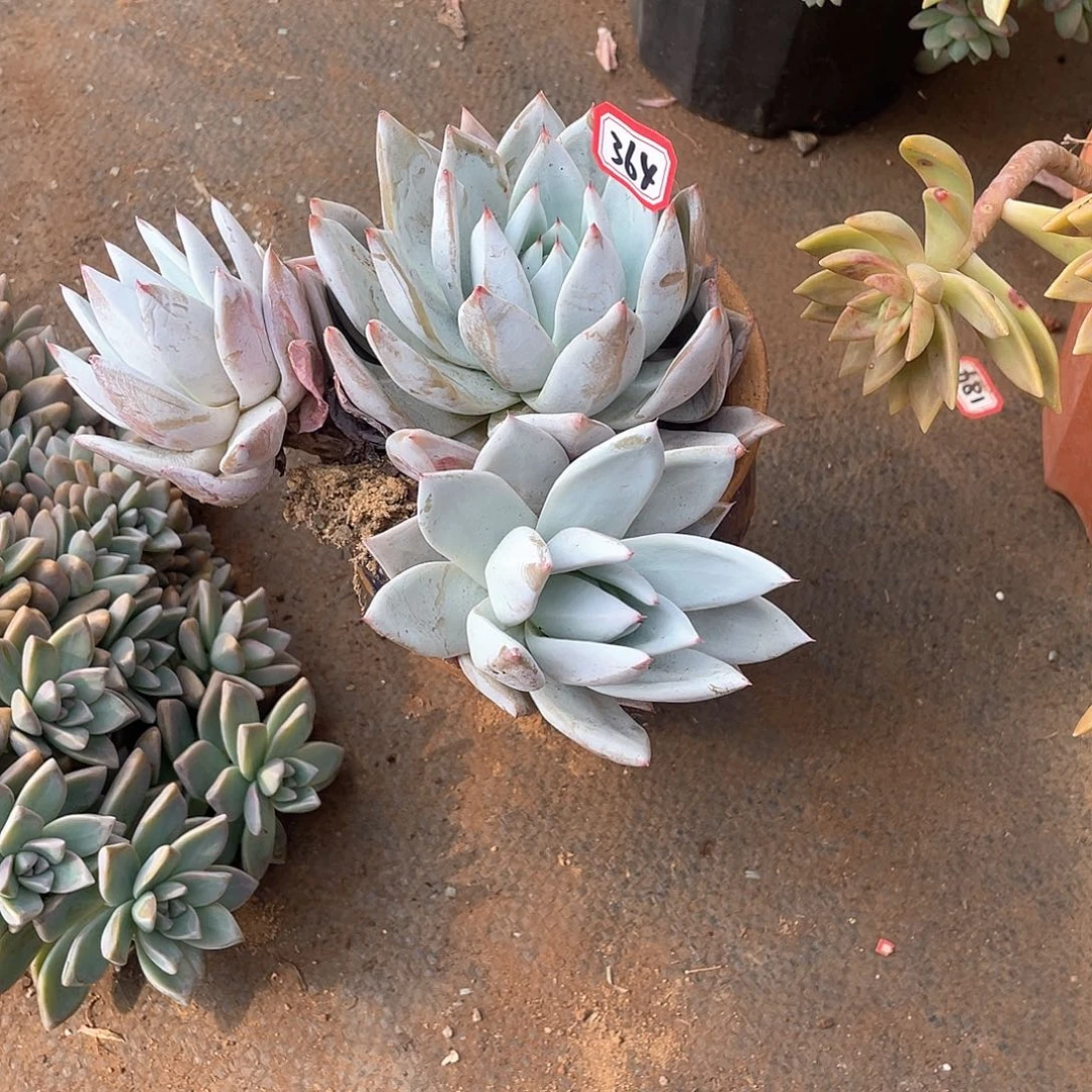 364野卡一物一拍多肉