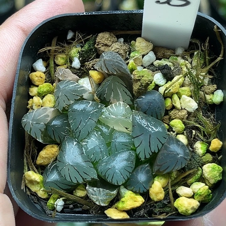 35冰灯玉露锦头家多肉十二卷