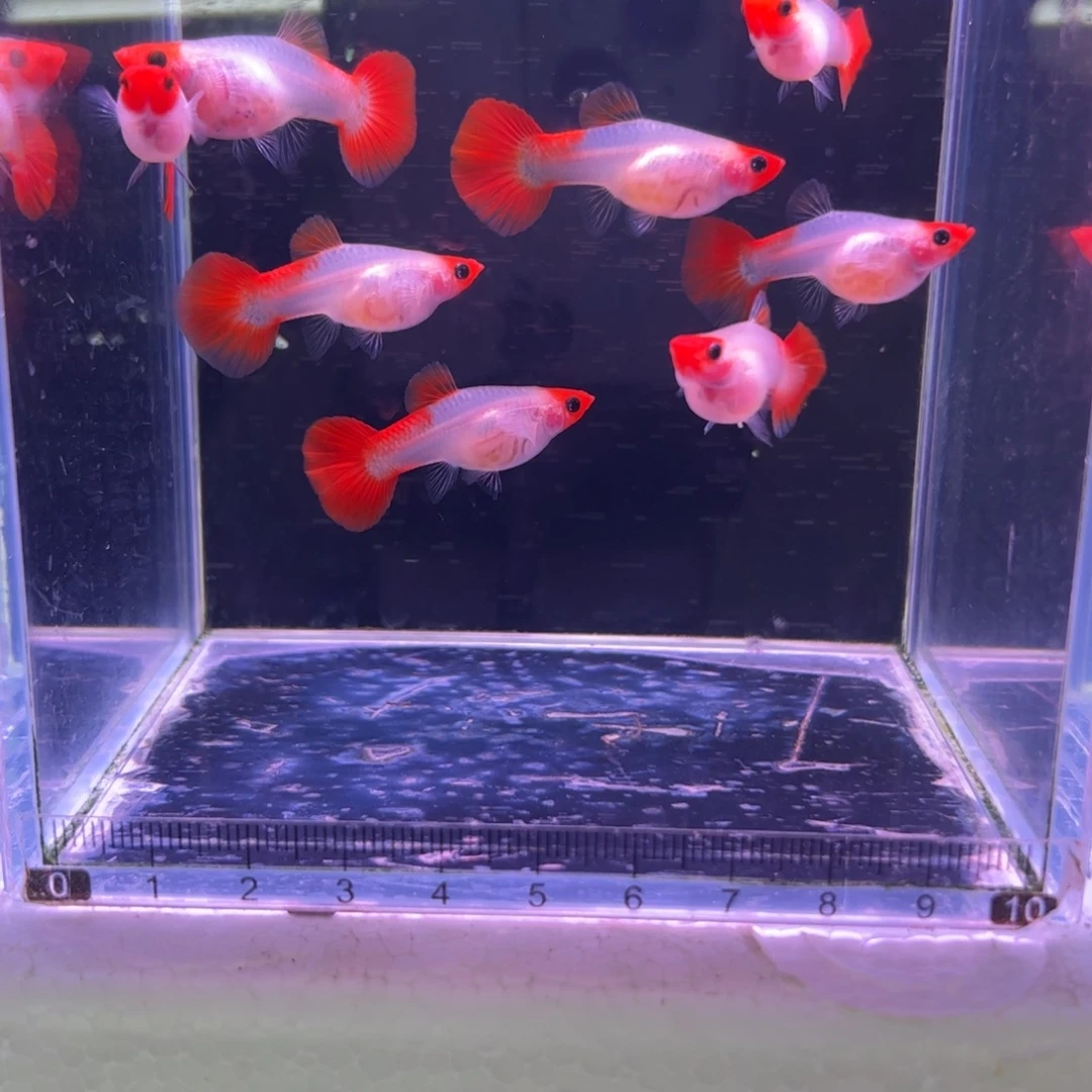 孔雀鱼红头玻璃猫8母