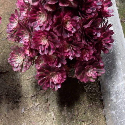 多***肉多肉植物红铜白锦。