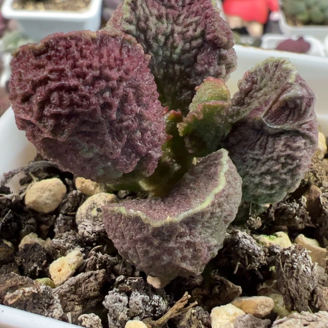 实生新品多头纯木质桩多肉植物水泡