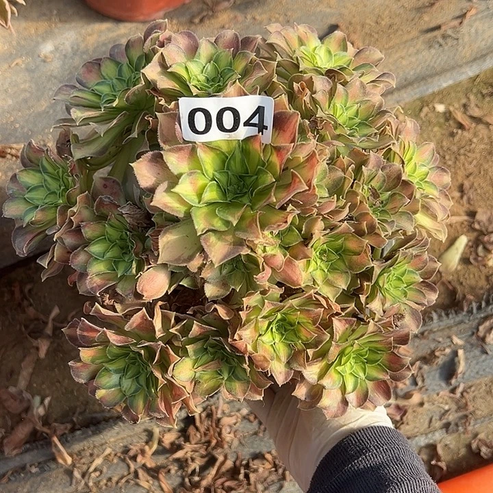 多肉植物韶华004号