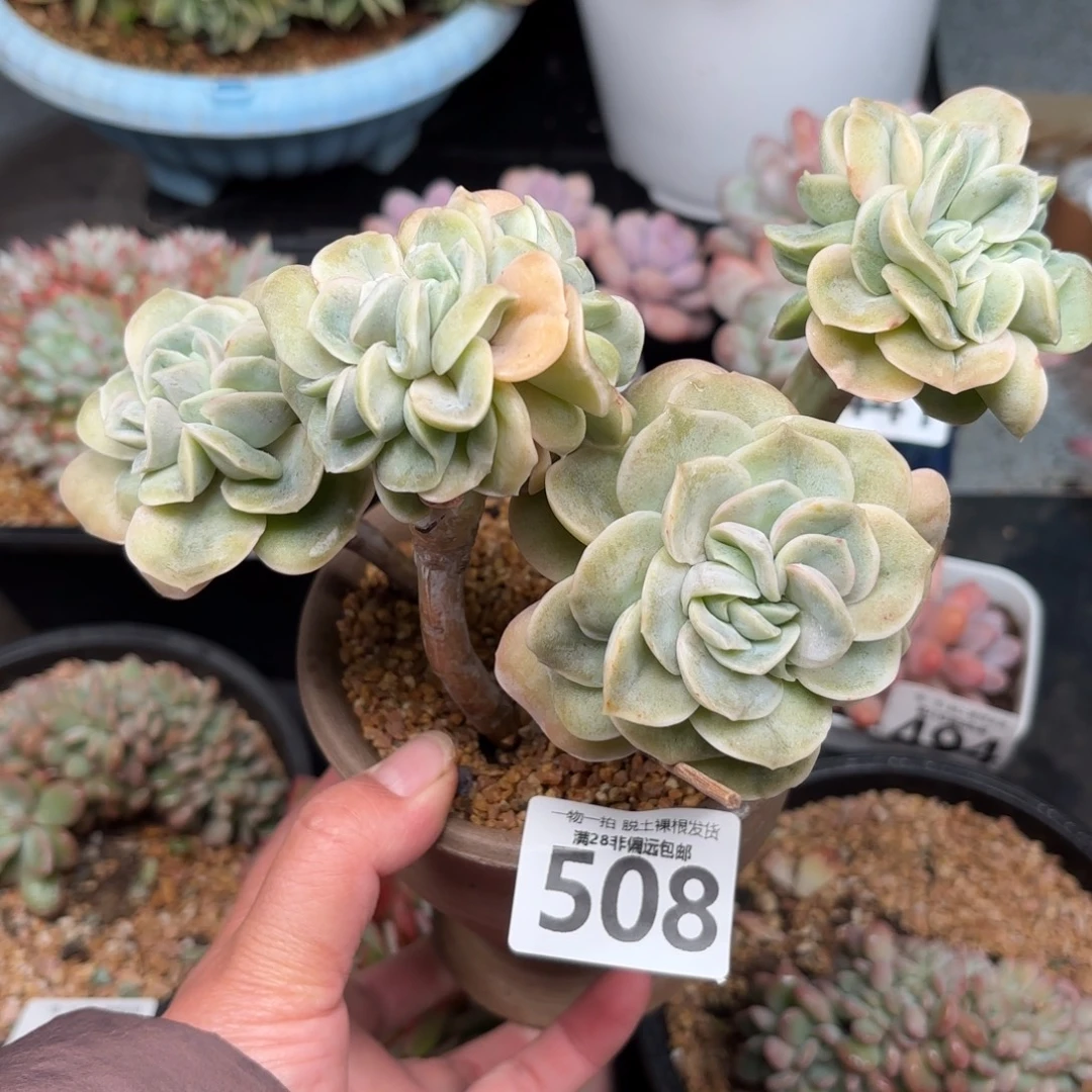 可爱玫瑰缀无盆土发货