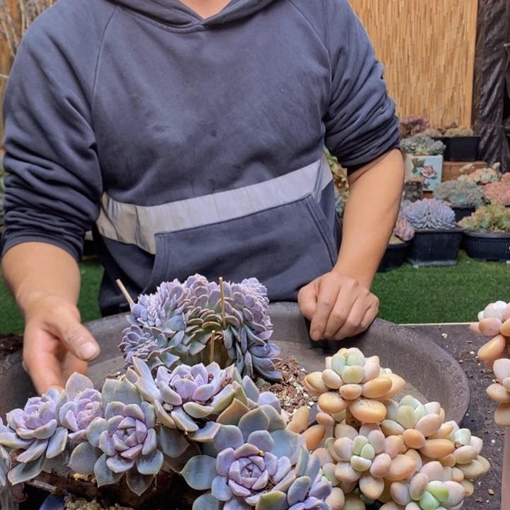 *****413 号星影多肉植物