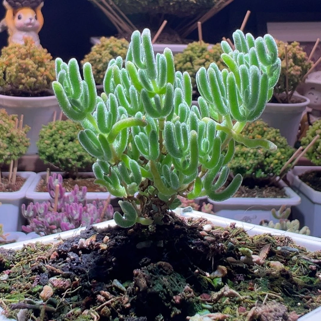 554红颜一物一拍带盆土发货