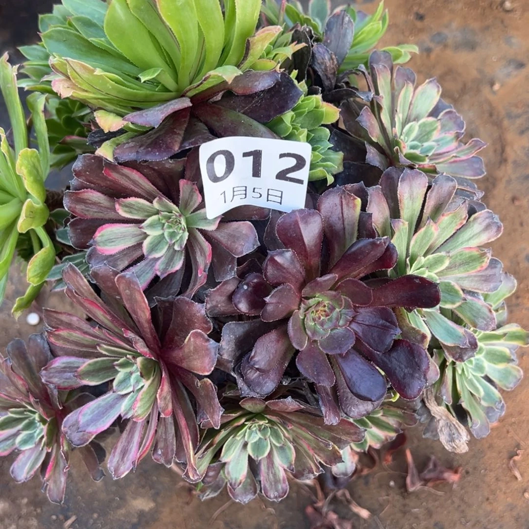 1.5-12粉黛多肉植物