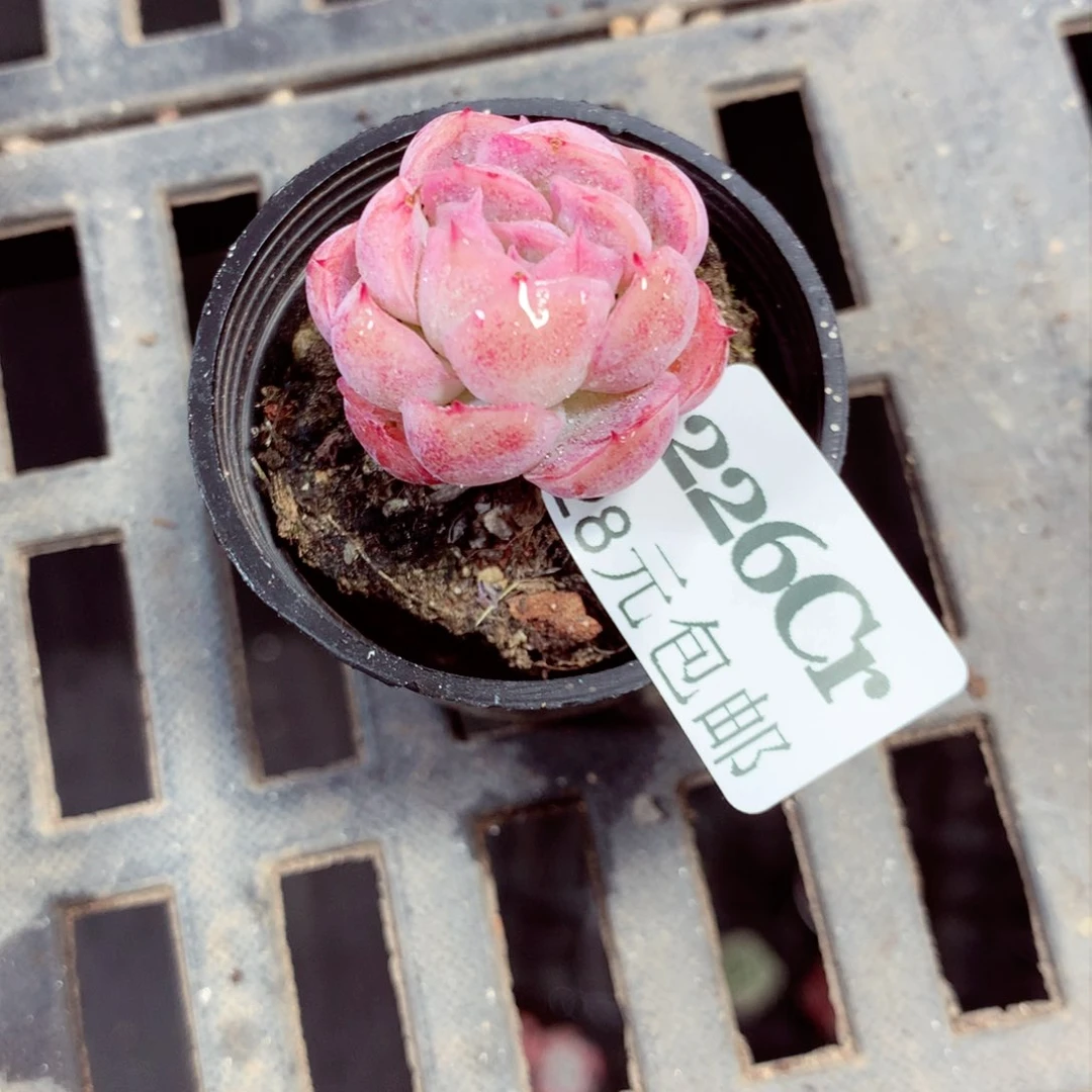 5厘米盆厘米盆精控多肉226