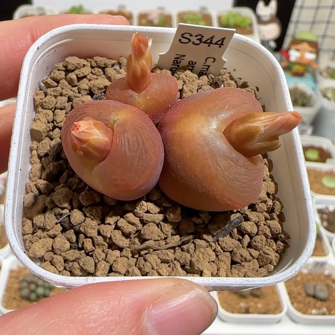 冰***。肉锥多肉植物组合-优选水蜜桃母本福利501