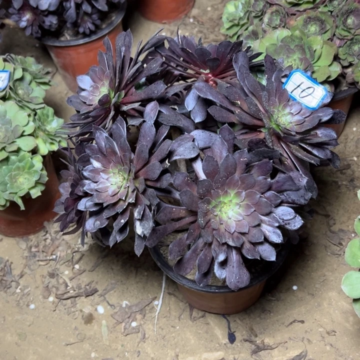 多肉植物黑铜法师10