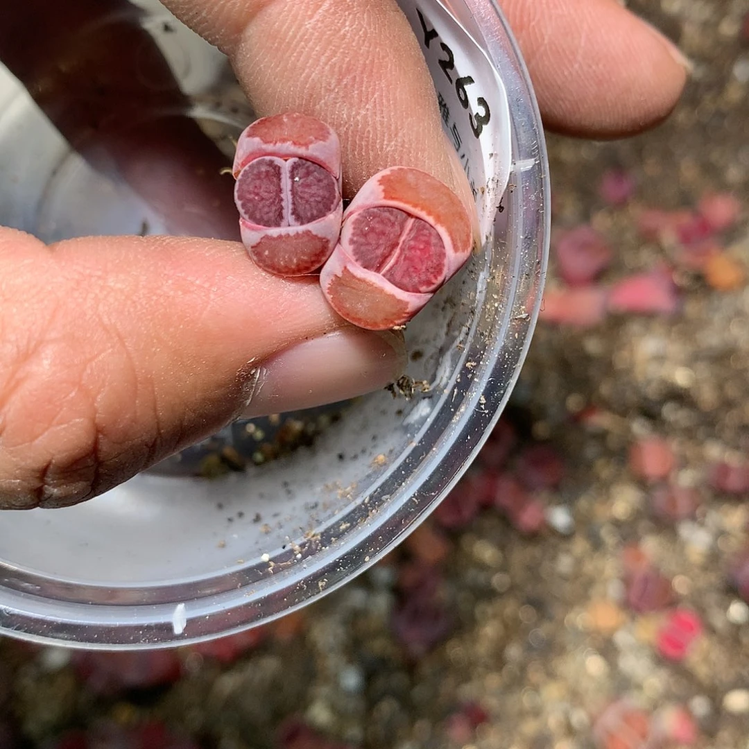 ?***董Y263多肉植物保护