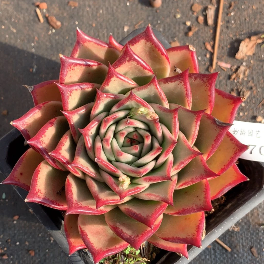 4270杂交多肉植物