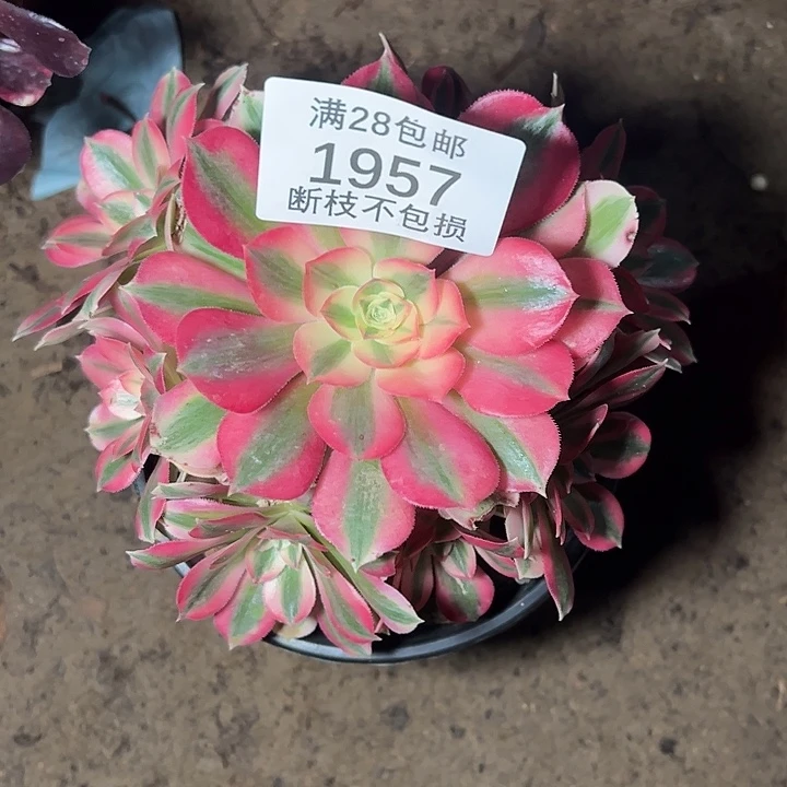 1957粉女巫多肉植物