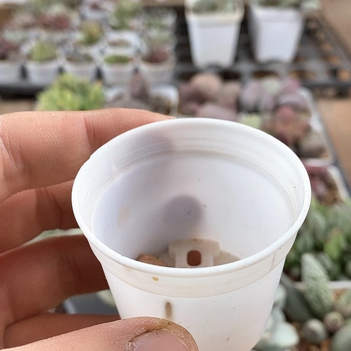 冷雨水泡多肉植物