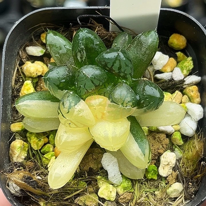 15三头塑料皮玉露锦