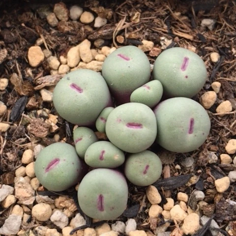 多肉肉锥 13头 1380B红嘴