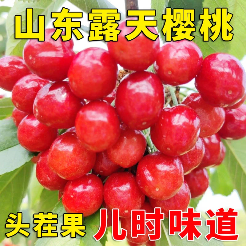 【空运冷链】头茬山东樱桃露天成熟无催熟国产车里子孕妇水果营养