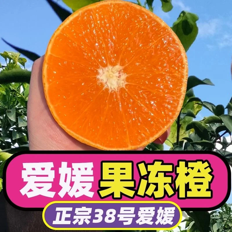正宗四川爱媛38号果冻橙子眉山新鲜橘子孕妇水果