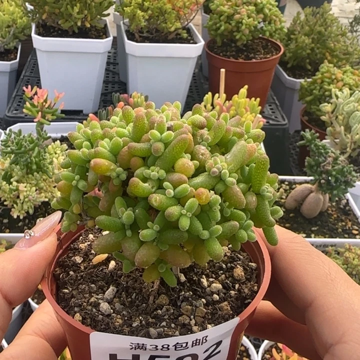 502-金桔糖球植物枝干
