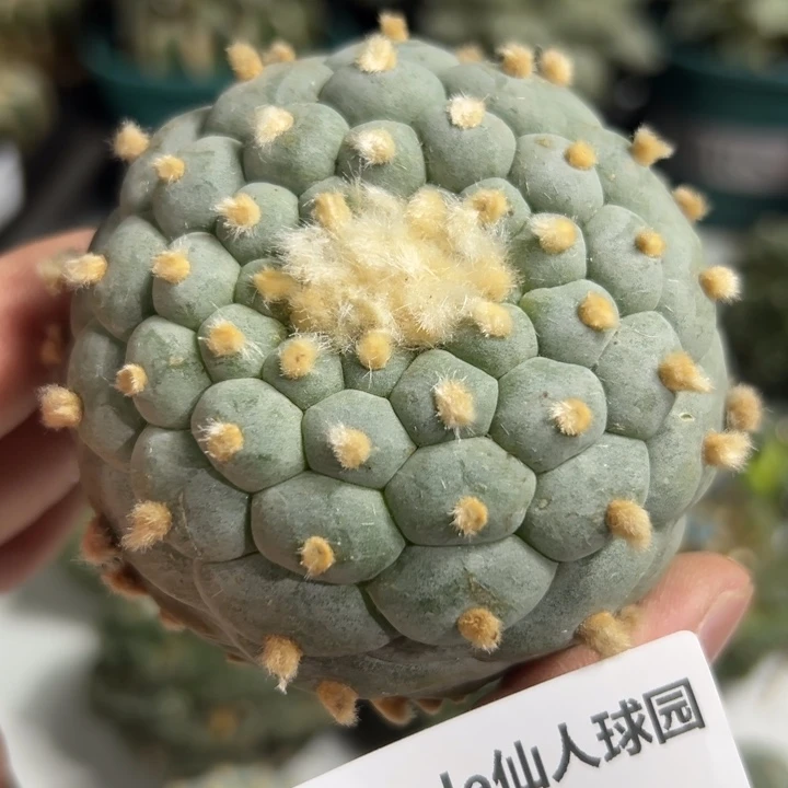 241可节后发货 可帮发根