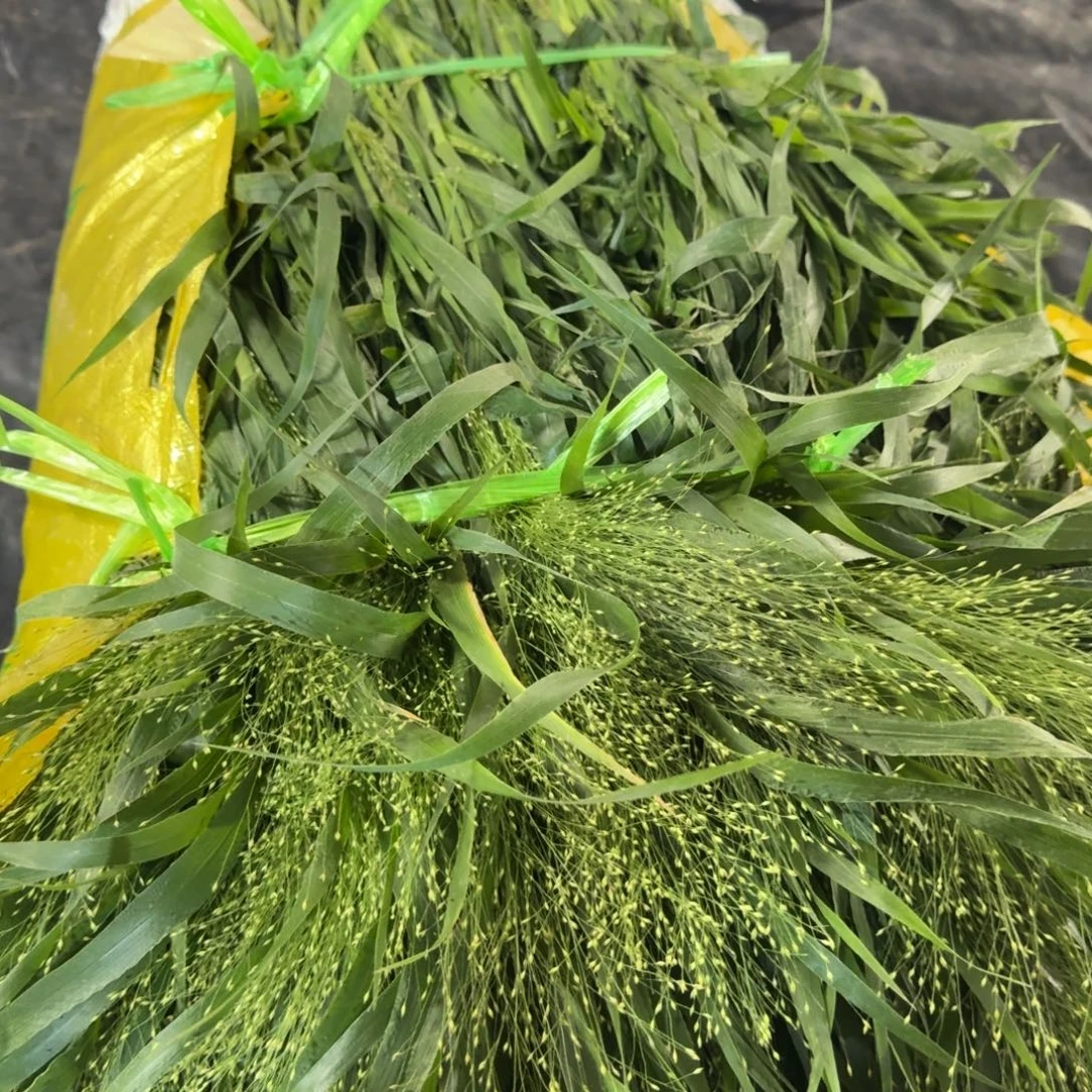 喷泉草3扎包邮秒杀价