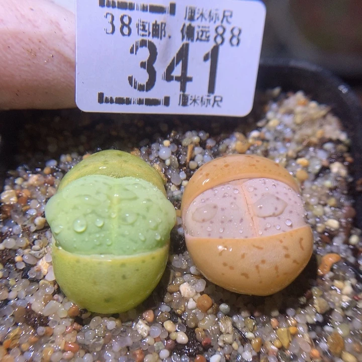 Sss精品生石花341