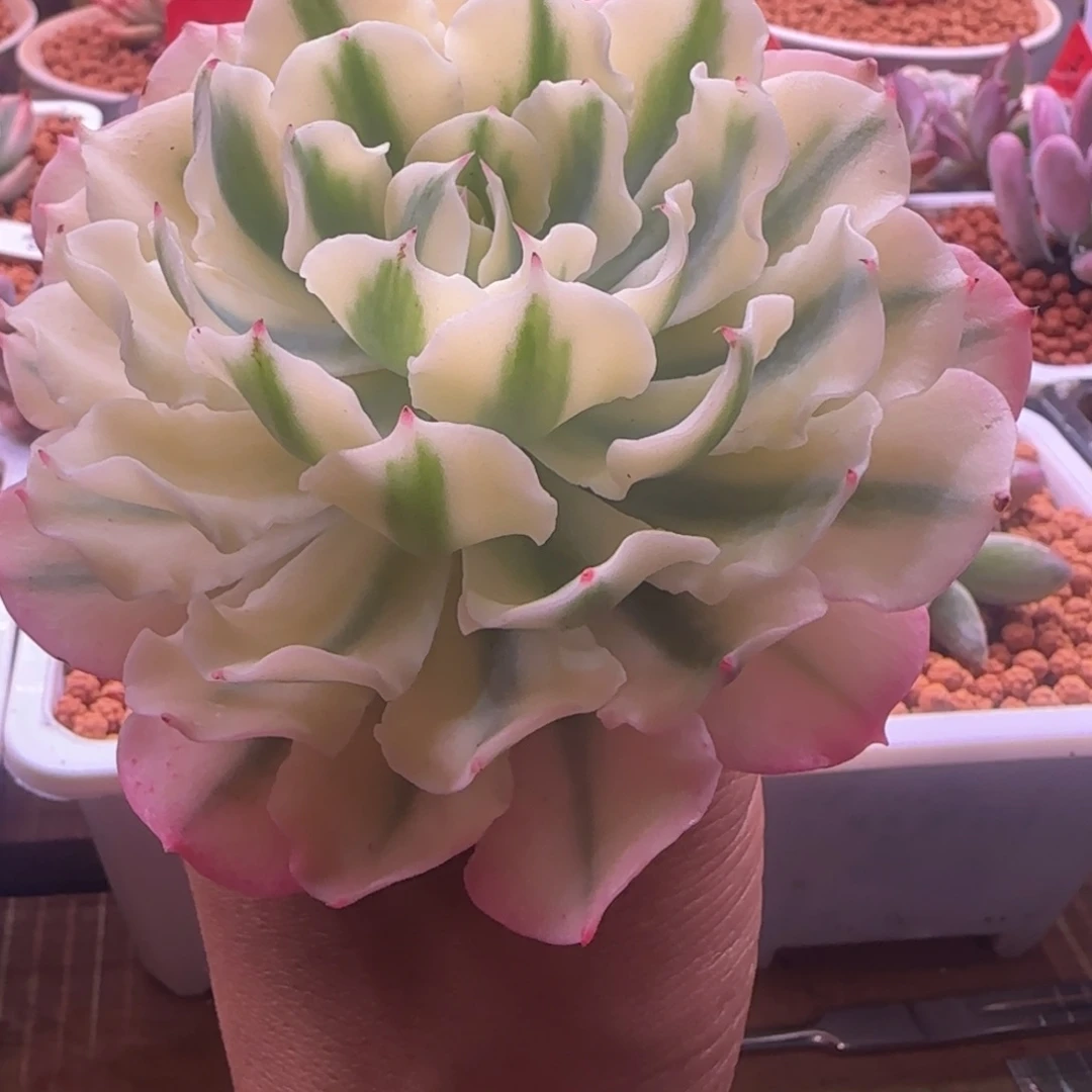 西**瓜西瓜 多肉 海啸锦