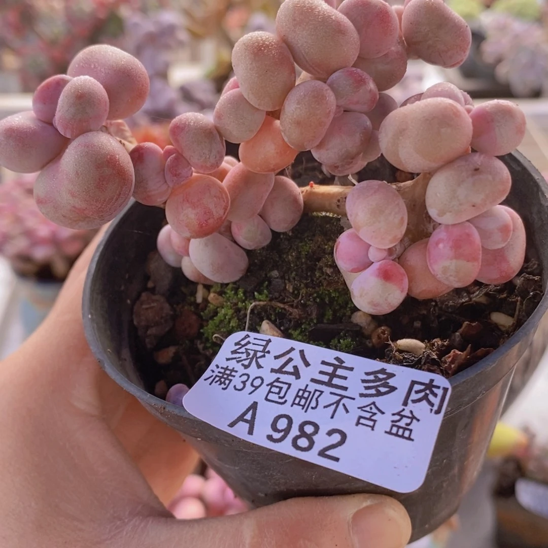 腰子桃蛋有掉叶7cm982多肉植物