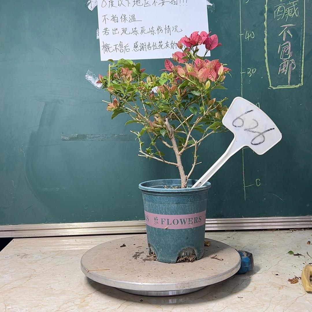 完全开放  布理扎  626