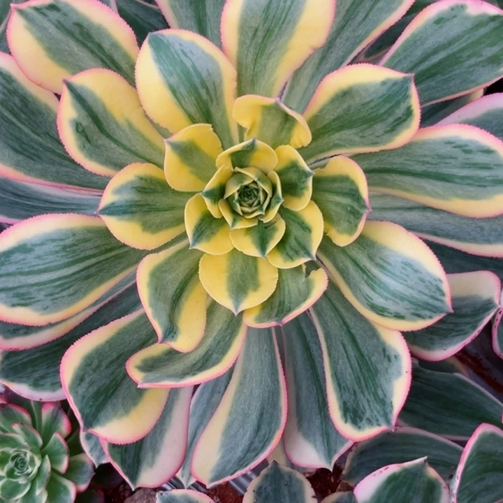 灿烂量拍多肉植物