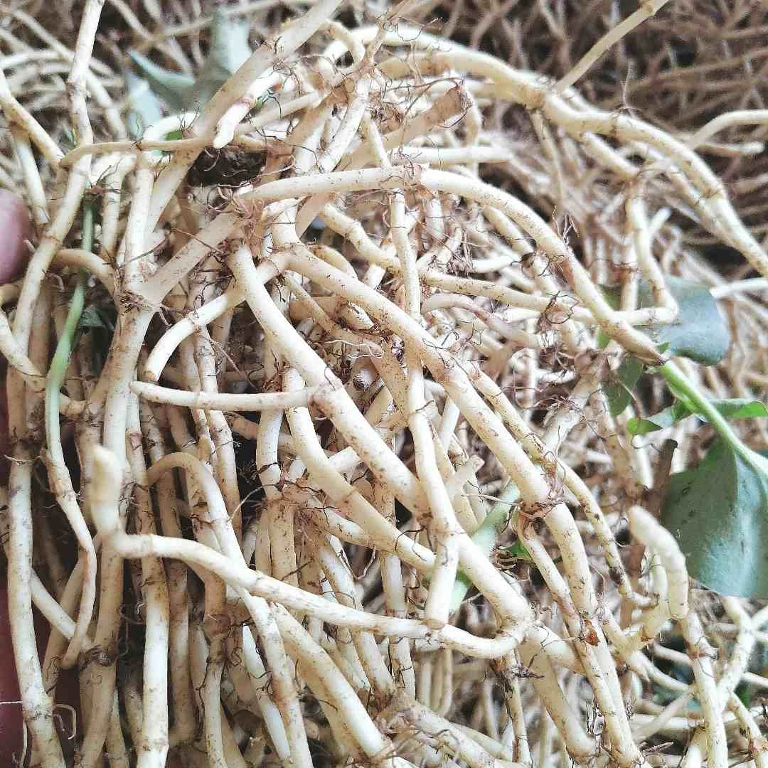 贵州新鲜折耳根鱼腥草现挖现发