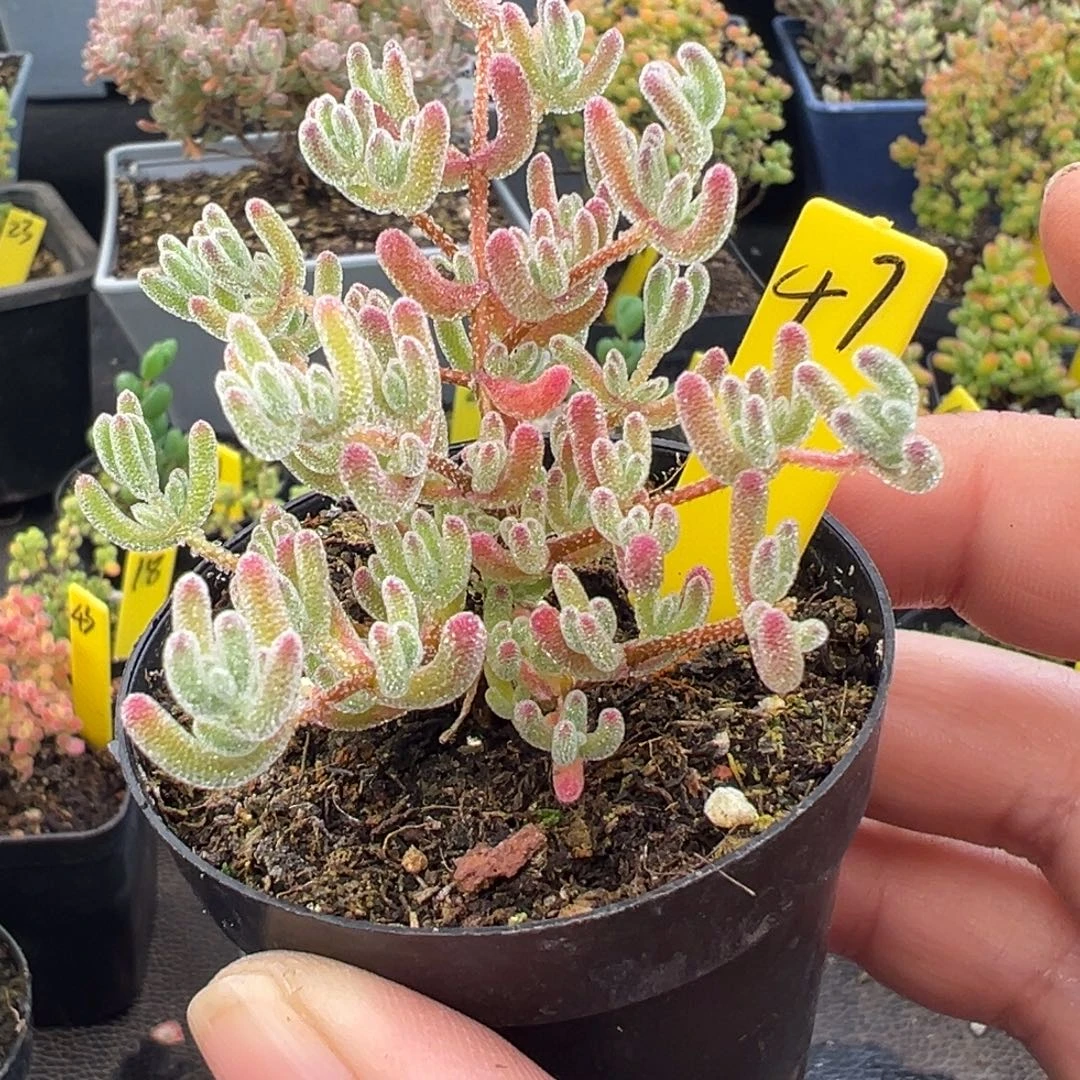 冰紫枝干47号6cm盆