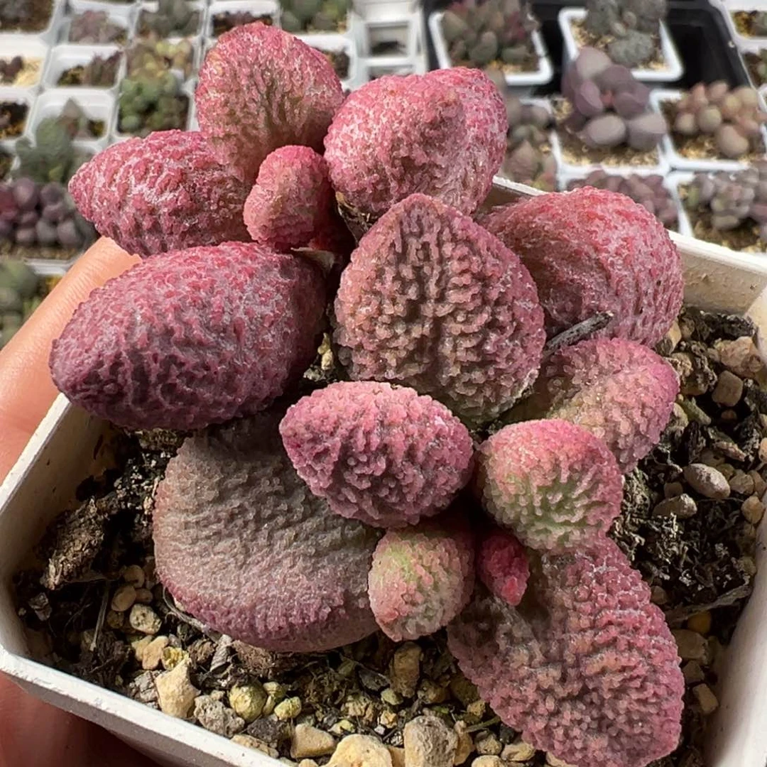 138号腹部系冰晶款多肉植物水泡