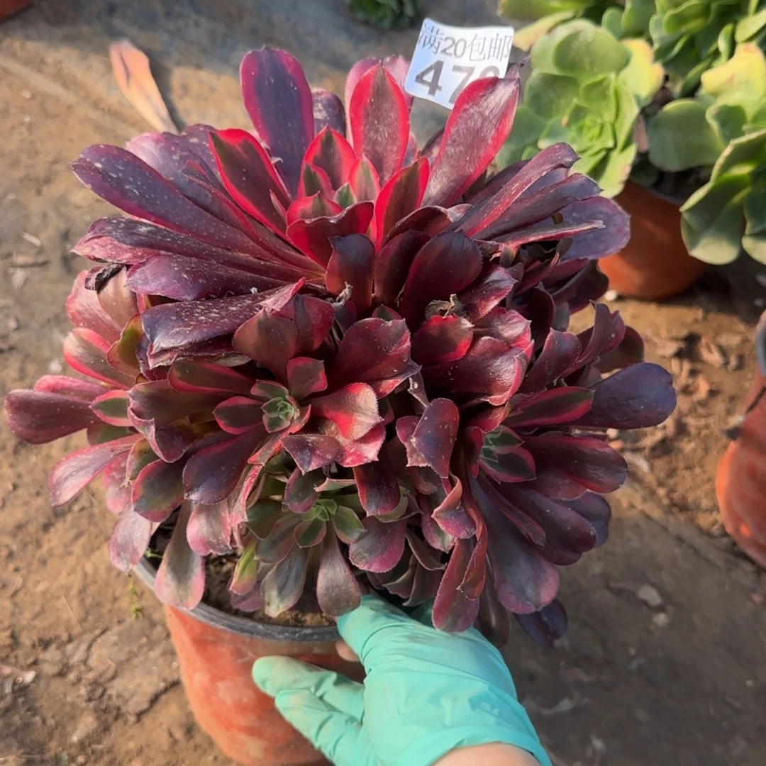 蒙娜丽莎，476满20包邮断枝不包