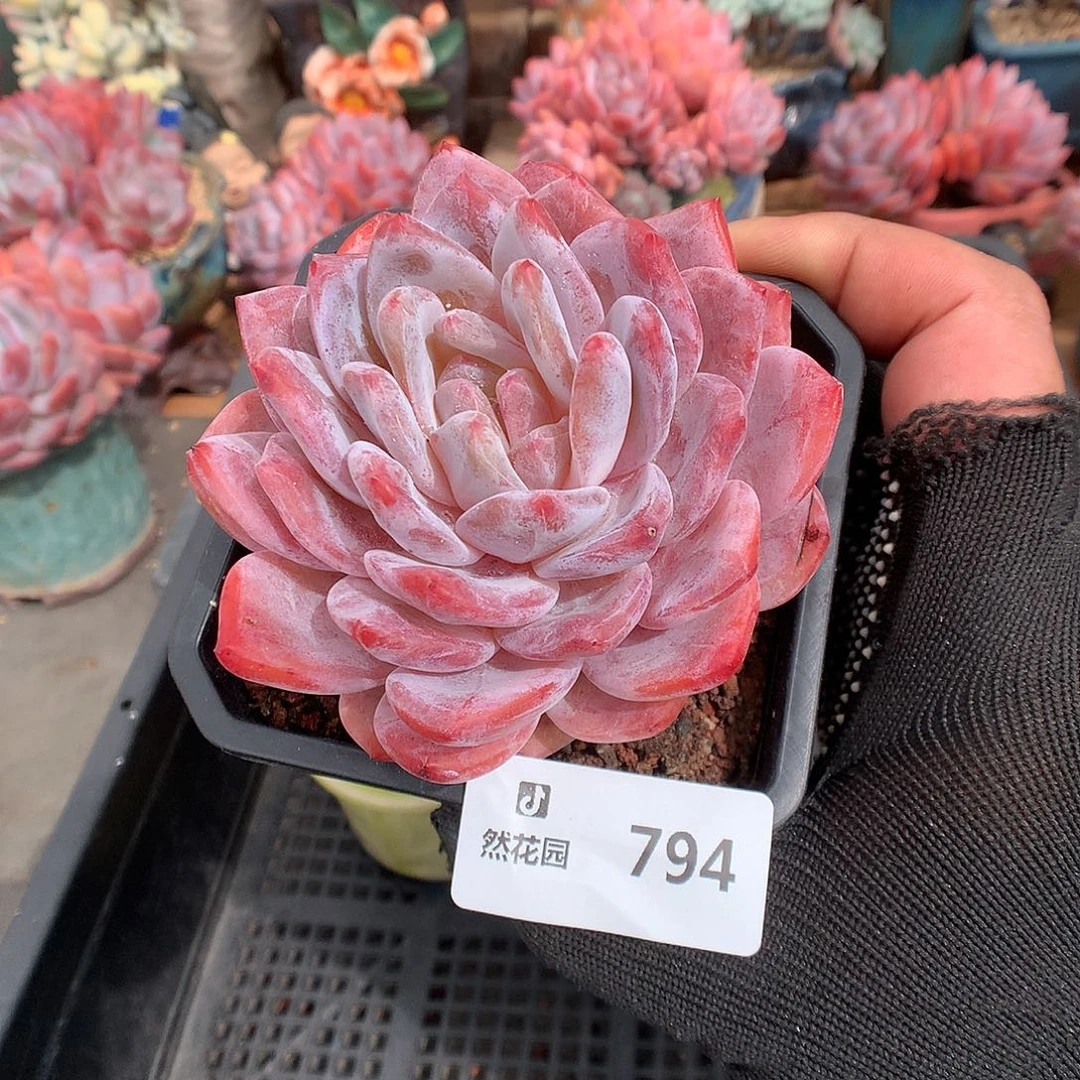 794雪天使多肉植物6666