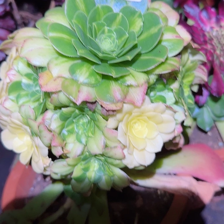 多肉法师斑斓朵朵