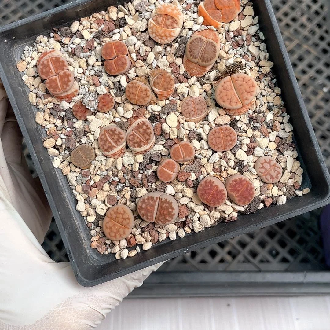 2669大棚清仓甩卖了