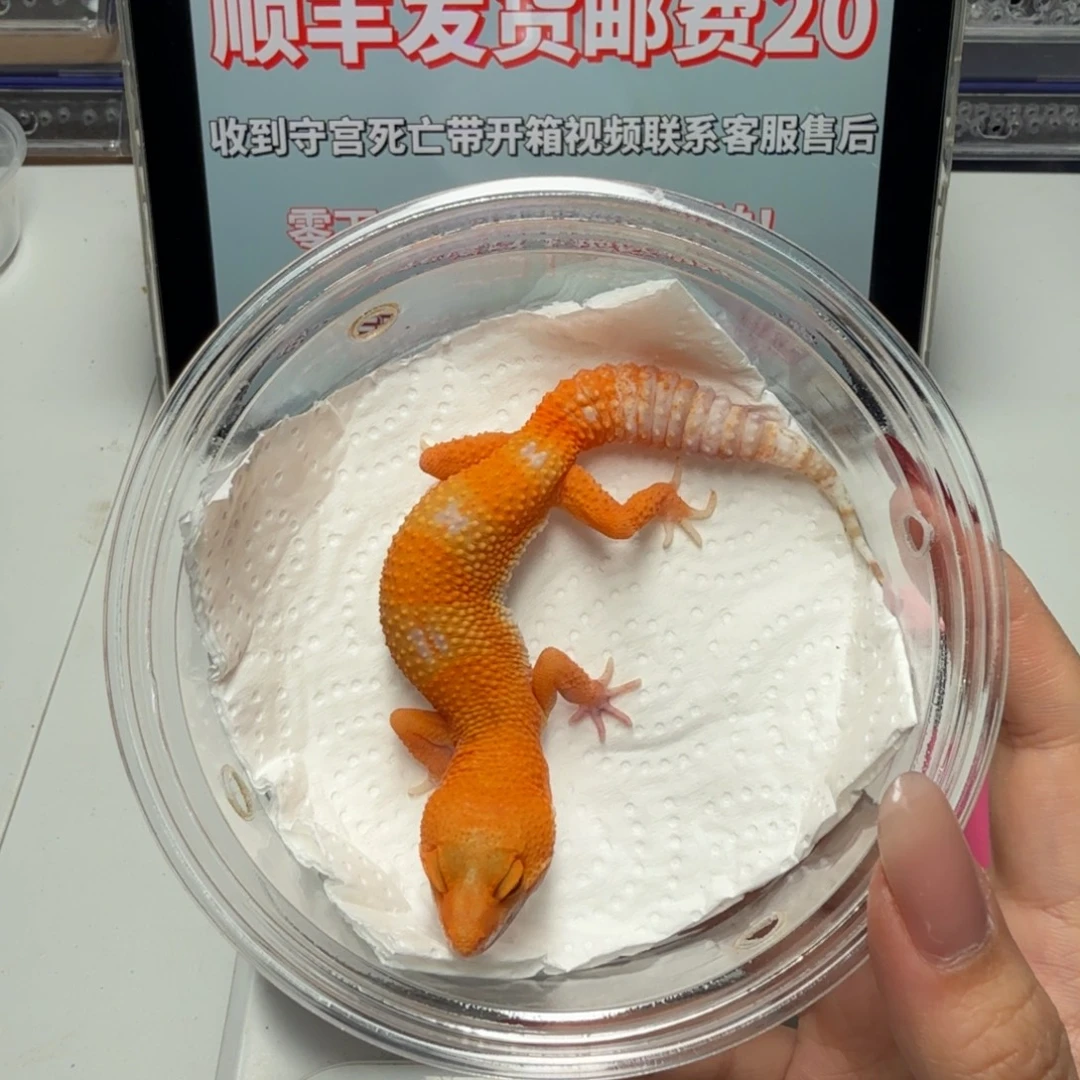 豹纹守宫阳光妹妹