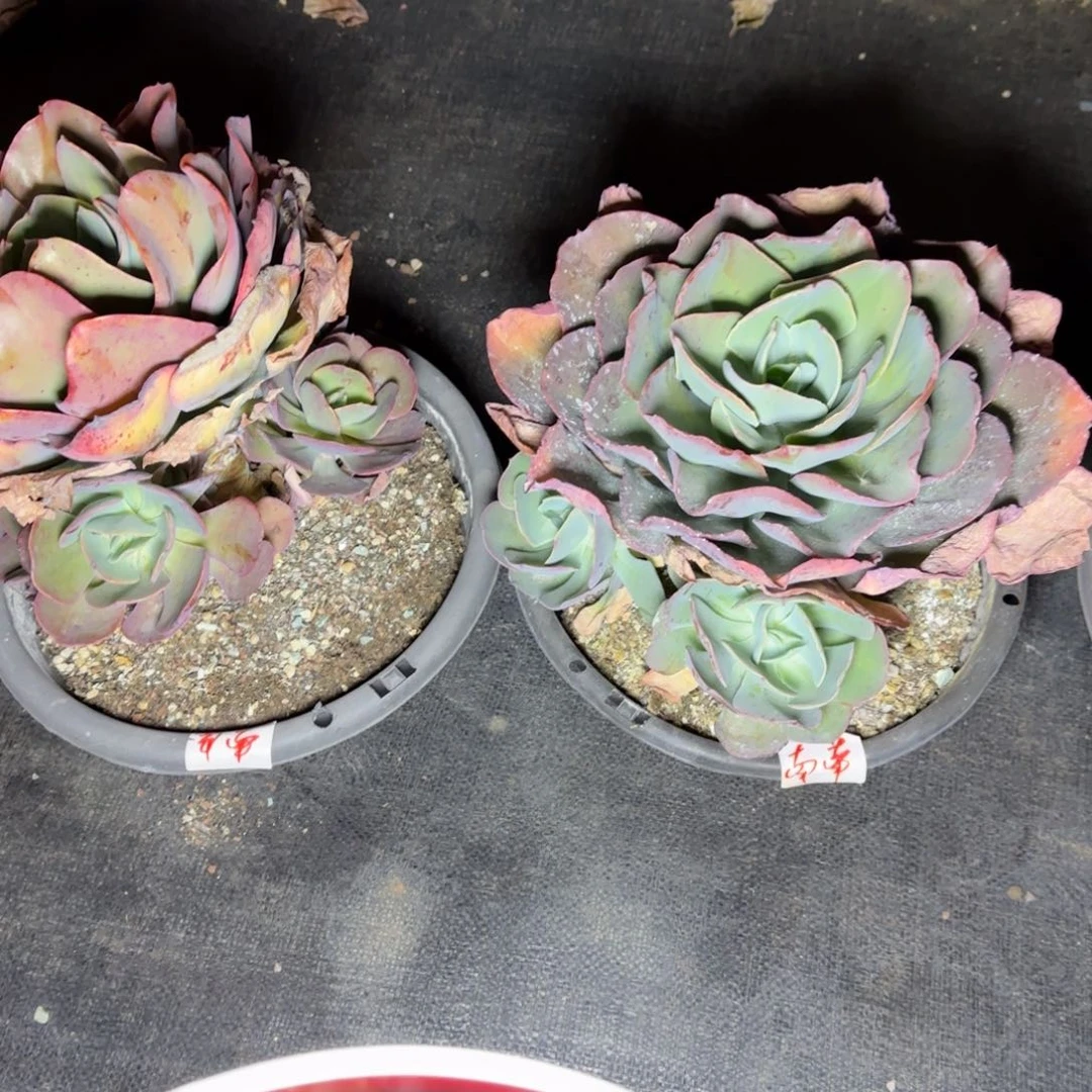 南*沙琪玛南南姐