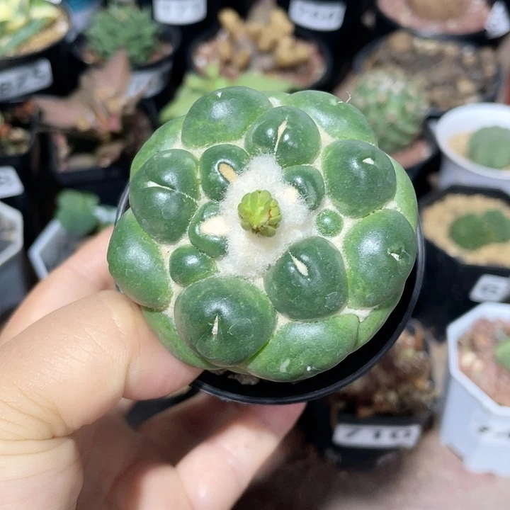 806浮力无刺象牙蜘蛛眼