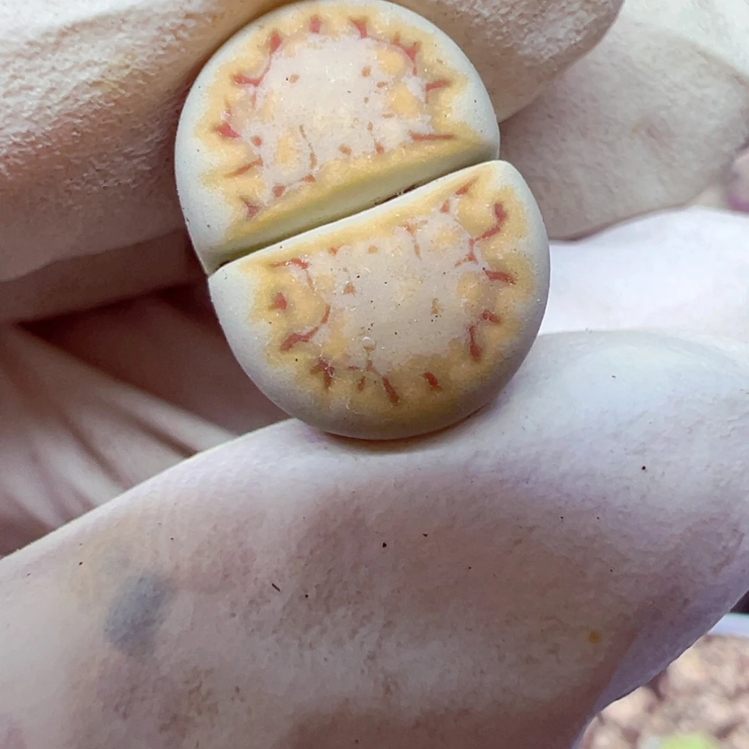 精致优秀的肉肉808-67