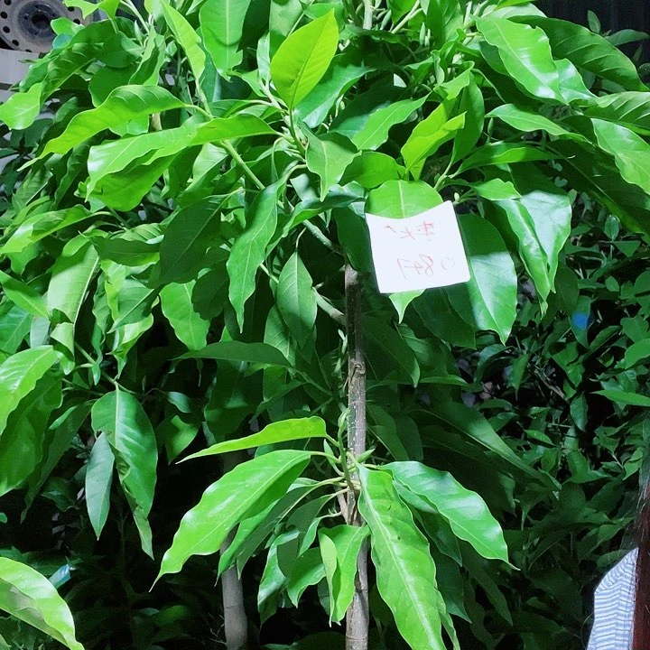 白兰花是真的好看