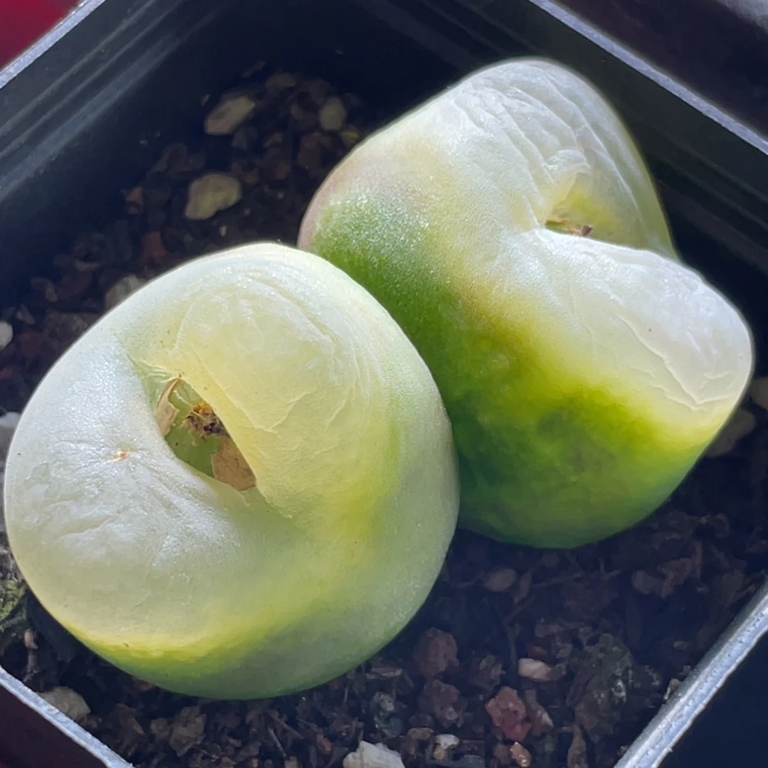 2倍距离拍的～尺寸4.5