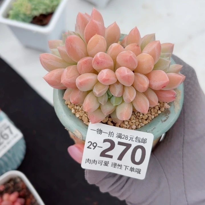 星空美人无盆土发货多肉多